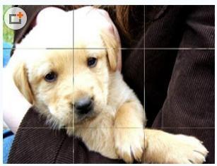 狗狗拼图成人怎么拼视频,轻松拼出可爱狗狗