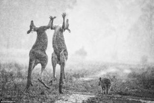 袋鼠和成人打架视频大全,一场意想不到的“视频大战”回顾